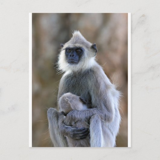 Carte Postale Langur singe (Devant)