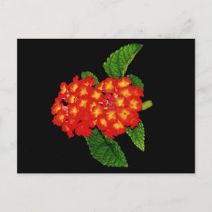 Carte Postale Lantana