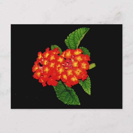 Carte Postale Lantana (Devant)