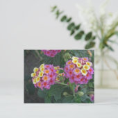 Carte Postale Lantana 1 (Debout devant)