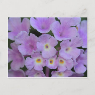 Carte postale Lantana Flower