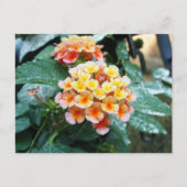 Carte Postale Lantana jaune et orange (Devant)