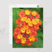 Carte Postale Lantana orange-rouge (Devant / Derrière)