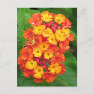 Carte Postale Lantana orange-rouge