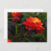 Carte postale Lantana rampant orange rouge #1-2 (Devant / Derrière)