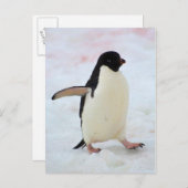Carte Postale L'Antarctique. Île de Petermann. Pingouin d'Adelie (Devant / Derrière)