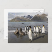 Carte Postale L'Antarctique, île du sud de la Géorgie (R-U), (Devant / Derrière)