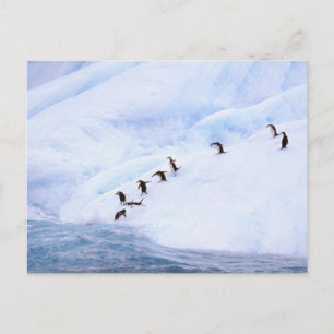 Carte Postale L'Antarctique, péninsule antarctique. Jugulaire