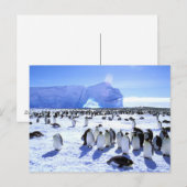 Carte Postale L'Antarctique, péninsule antarctique, mer de (Devant / Derrière)