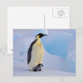 Carte Postale L'Antarctique, pingouin d'empereur (Aptenodytes (Devant / Derrière)