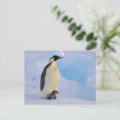 Carte Postale L'Antarctique, pingouin d'empereur (Aptenodytes (Debout devant)