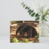 Carte Postale L'Anteater (Debout devant)