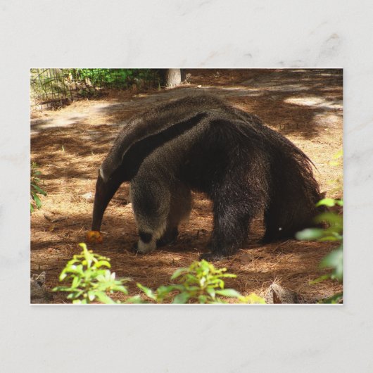 Carte Postale L'Anteater (Devant)