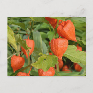 Carte Postale Lanternes Chinoises (Physalis alkekengi)