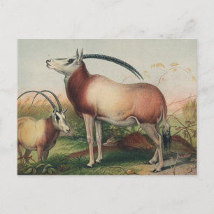 Carte Postale L'antilope de Leucoryx par Joseph Wolf