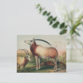 Carte Postale L'antilope de Leucoryx par Joseph Wolf (Debout devant)