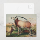 Carte Postale L'antilope de Leucoryx par Joseph Wolf (Devant / Derrière)