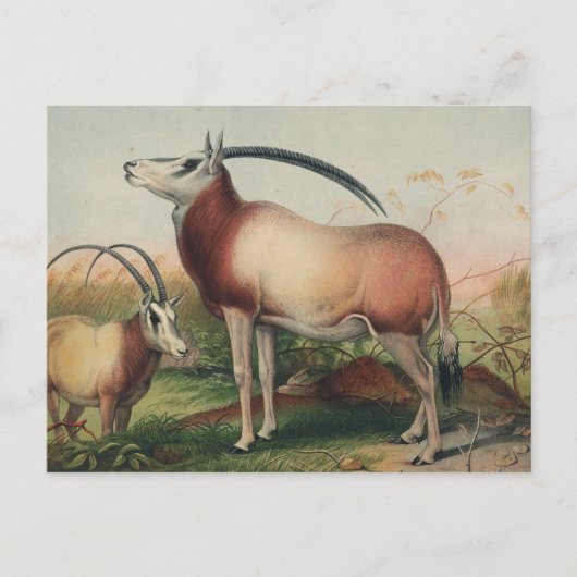 Carte Postale L'antilope de Leucoryx par Joseph Wolf (Devant)