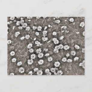 Carte Postale L'Antiquité des dattes