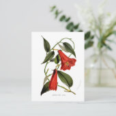 Carte Postale Lapageria rosea (Debout devant)