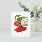 Carte Postale Lapageria rosea. (fleur chilienne) (Debout devant)