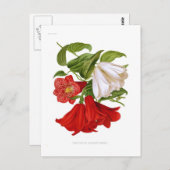 Carte Postale Lapageria rosea. (fleur chilienne) (Devant / Derrière)