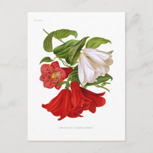Carte Postale Lapageria rosea. (fleur chilienne)