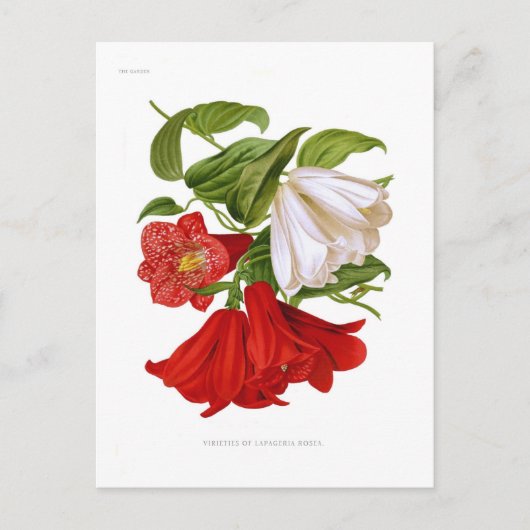 Carte Postale Lapageria rosea. (fleur chilienne) (Devant)