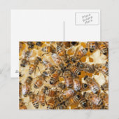 Carte Postale L'apiculture à Arlo's Honey Farm (Devant / Derrière)