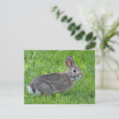 Carte Postale Lapin (Debout devant)