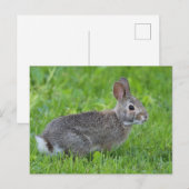 Carte Postale Lapin (Devant / Derrière)