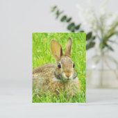 Carte Postale lapin (Debout devant)