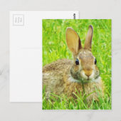 Carte Postale lapin (Devant / Derrière)