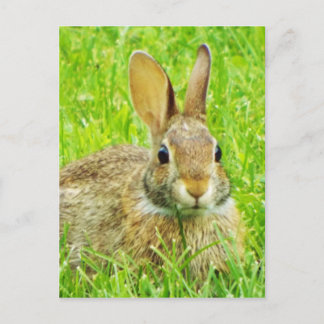 Carte Postale lapin