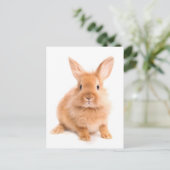 Carte Postale Lapin (Debout devant)