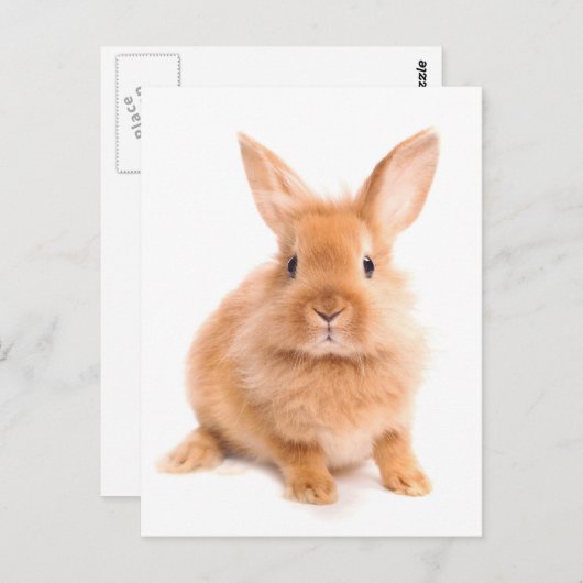 Carte Postale Lapin (Devant / Derrière)