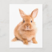 Carte Postale Lapin (Devant)