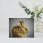 Carte Postale lapin (Debout devant)