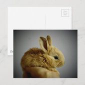 Carte Postale lapin (Devant / Derrière)