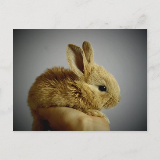 Carte Postale lapin (Devant)
