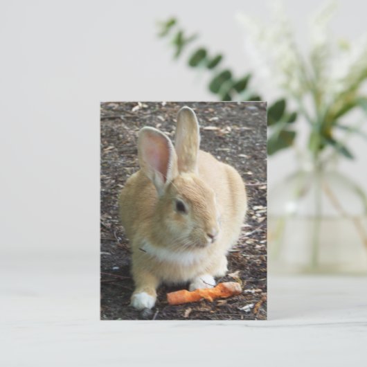 Carte Postale Lapin (Debout devant)