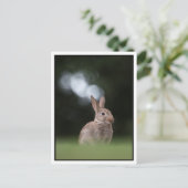 Carte Postale Lapin (Debout devant)