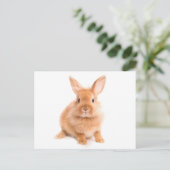 Carte Postale Lapin (Debout devant)