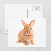 Carte Postale Lapin (Devant / Derrière)