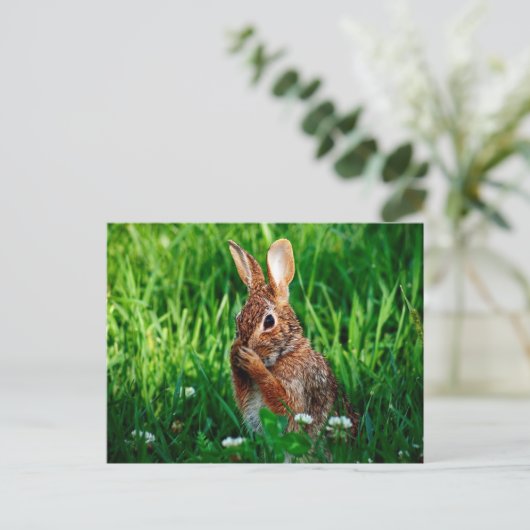 Carte Postale Lapin (Debout devant)