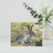Carte Postale Lapin (Debout devant)