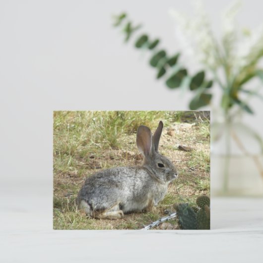 Carte Postale Lapin (Debout devant)