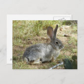 Carte Postale Lapin (Devant / Derrière)