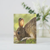 Carte Postale Lapin (Debout devant)