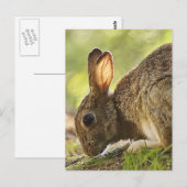 Carte Postale Lapin (Devant / Derrière)